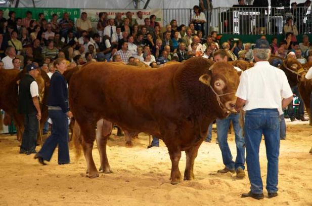 Les éleveurs européens au sommet de l’élevage de Clermont-Ferrand