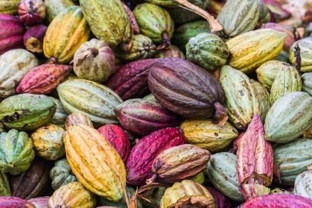 Cacao: Afnor appelle les acteurs français à rejoindre la commission de normalisation