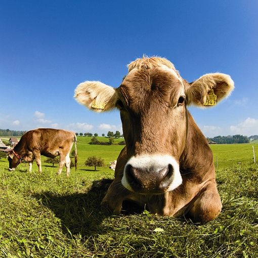 Le Brésil lève son embargo sur la viande de l’Union européenne