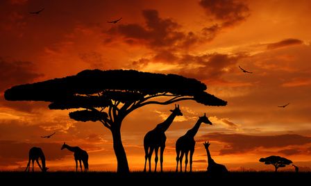 Afrique : Bpifrance et Ubifrance en quête d’entrepreneurs à potentiel pour des missions « spécifiques »