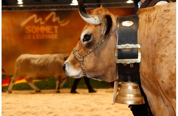 Iran / Export : le Sommet de l’élevage de Clermont-Ferrand parie sur l’ouverture du marché iranien