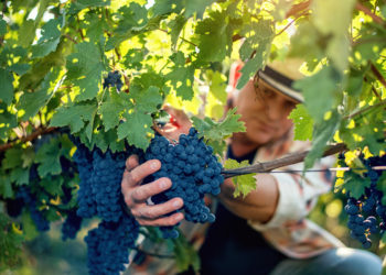 Vins : bonne dynamique export pour les Côtes du Rhône