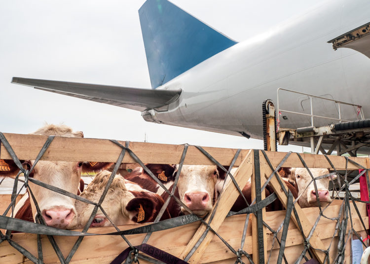 Douane : France Sésame digitalise les formalités import des produits animaux et végétaux