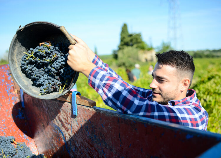 Vins : FranceAgrimer prépare un appel à projets pour la promotion au grand export