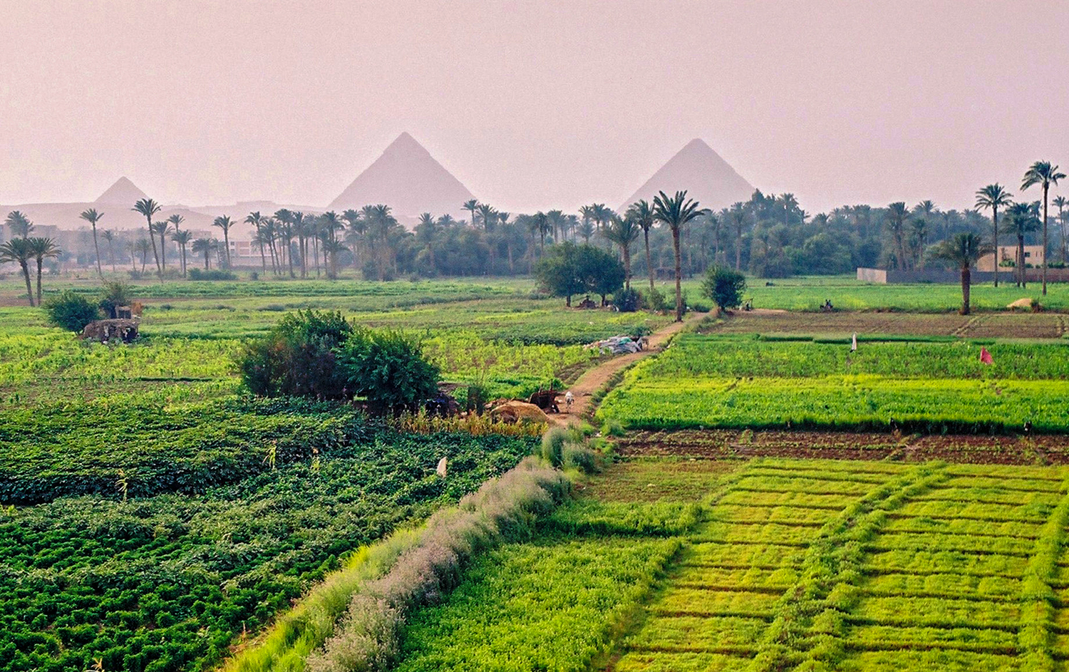 New Egypt Vegetable Farm At Shawn Keim Blog New Egypt Vegetable Farm At Shawn Keim Blog