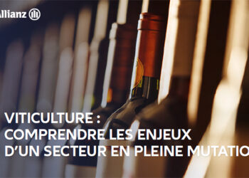 Viticulture : comprendre les enjeux d’un secteur en mutation