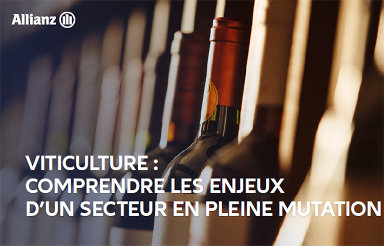 Viticulture : comprendre les enjeux d’un secteur en mutation