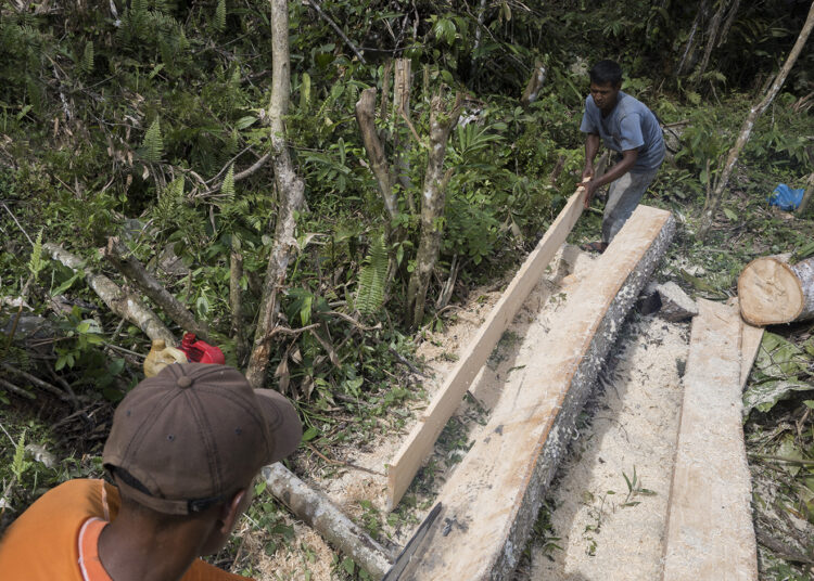 One Forest Summit de Libreville : les initiatives concrètes à suivre par les entreprises