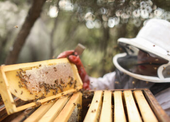 Royaume-Uni : publication des listes de produits soumis à contrôle sanitaire et phytosanitaire (SPS)