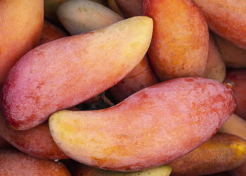 Entreprises, en bref : Omer-Decugis & Cie, LaTour Media Group – Rotana Signs, GTT, Destia