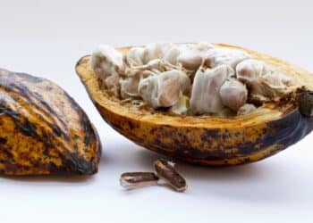 Agroalimentaire : l’excédent commercial de l’UE progresse au premier semestre grâce à la baisse des cours du cacao